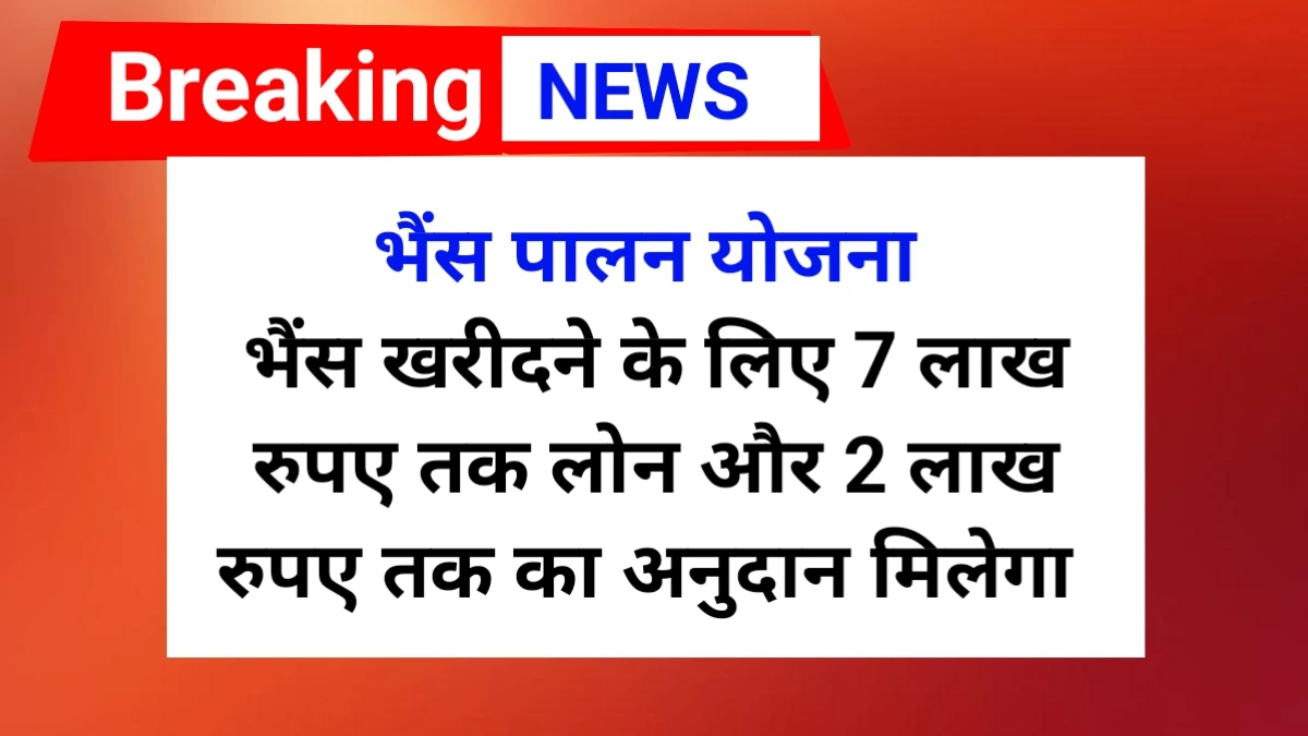 भैंस पालन योजना 2025 | Buffalo palan yojana 2025